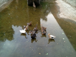 Margarita and Chrizantenna