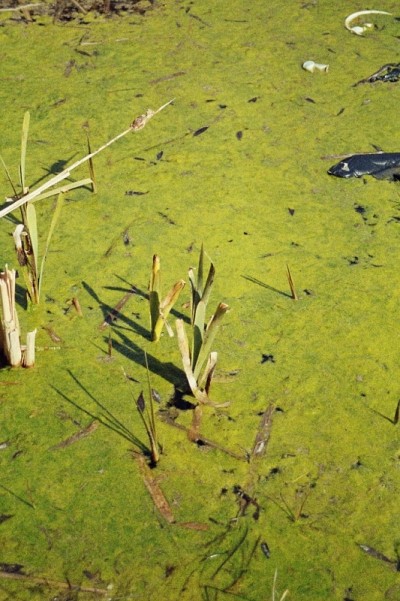 A Radio Interview about Eurasia Partnership Foundation (Arm.)