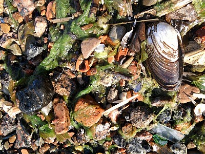 Infocruncher, or a dead-end branch?