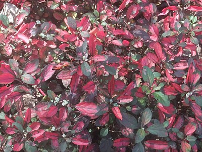 Պրոտոկոլ երկրորդ մտածողության