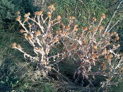 Our main problems and some of their public reflections, Arm.