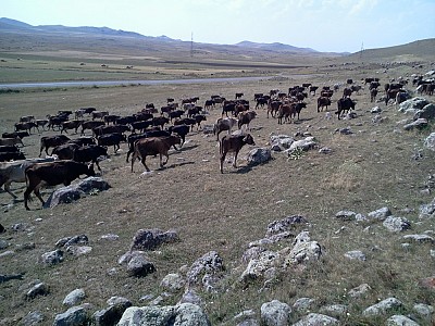 The 'Inspection as it is' story