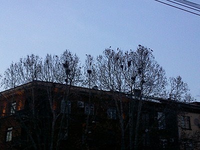 Pro domo sua, или между Туркменбаши и Булгаковым