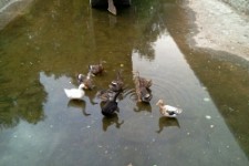 Margarita and Chrizantenna