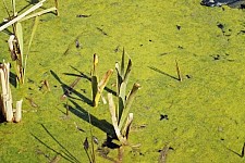 A Radio Interview about Eurasia Partnership Foundation (Arm.)