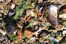 Infocruncher, or a dead-end branch?