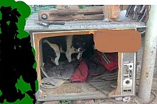 Flapping sails, or If the TVs of the entire world...