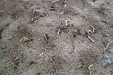 The Adventures of Kiselyov again