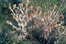 Our main problems and some of their public reflections, Arm.