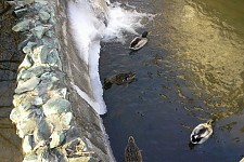 Whether Karen Gevorgyan will return