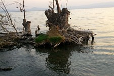 About Tarantino and one newfound technique of aesthetic catharsis