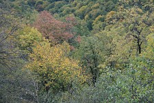 Ara Nedolyan's analysis of GTG's prose