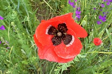 I would like to live the life i live as if it were a novel