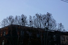 Pro domo sua, or between Turkmenbashi and Bulgakov